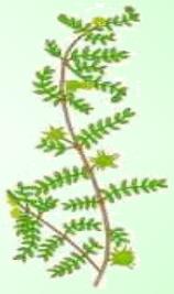 Abrojo - Planta Medicinal