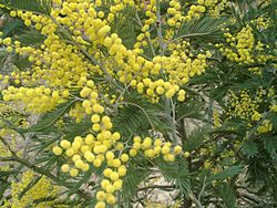 Acacia - Planta Medicinal