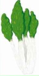 Acelga - Planta Medicinal