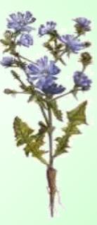 Achicoria - Planta Medicinal