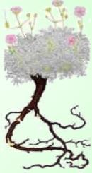 Agujas - Planta Medicinal