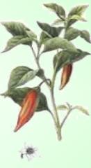 Ají Chirel - Planta Medicinal