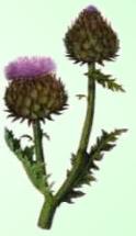 Alcachofa (Cardo)