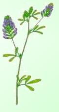 Alfalfa