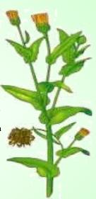 Caléndula - Planta Medicinal