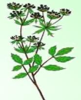 Canela - Planta Medicinal