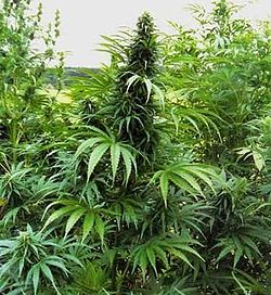 Cannabis Sativa - Planta Medicinal