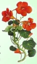 Capuchina - Planta Medicinal