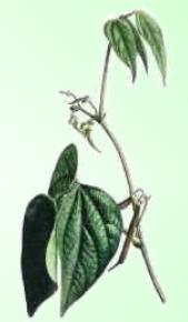 Caraota - Planta Medicinal