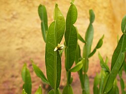 Carqueja - Planta Medicinal