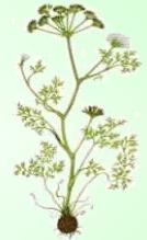 Castañuela - Planta Medicinal