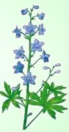 Espuela de Caballero