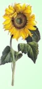Girasol