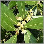 Laurel - Planta Medicinal