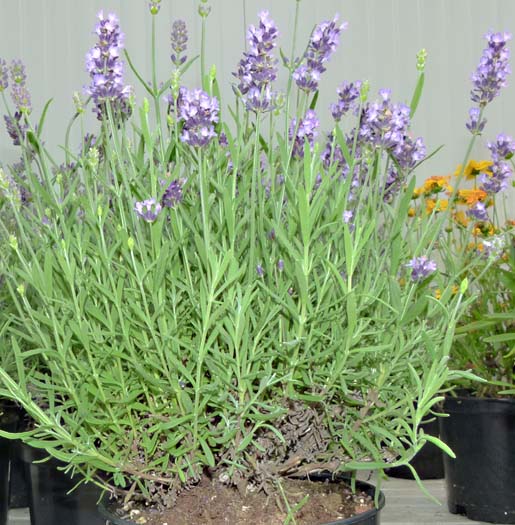 Lavanda