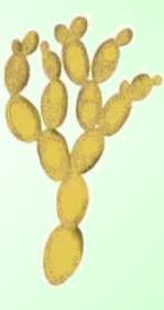 Levadura de Cerveza - Planta Medicinal