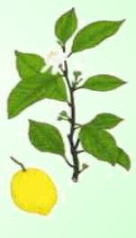 Limonero - Planta Medicinal