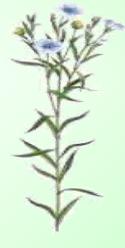 Lino - Planta Medicinal