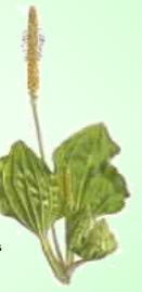 Llantén Mayor - Planta Medicinal