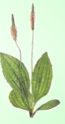 Llantén Mediano - Planta Medicinal