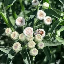 Lucera - Planta Medicinal