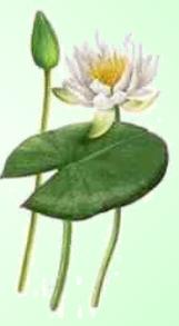 Nenúfar Blanco
