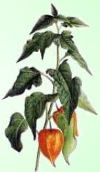 Ochua Alquequenje - Planta Medicinal