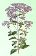 Orégano - Planta Medicinal