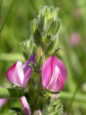 Uña de Gato o Gatuña