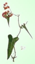 Zarzaparrilla - Planta Medicinal